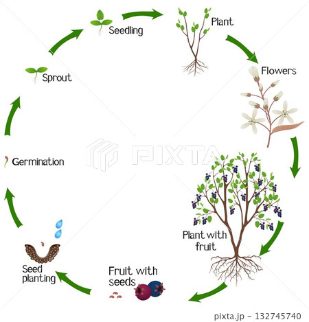 A growth cycle of irga plant on a white background. 132745740