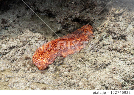 赤ナマコ 132746922