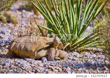 Desert Tortoise on Rocky Terrain with Yucca Plant in Red Rock Nevada 132747015