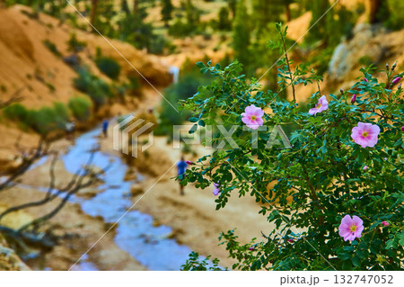 Wildflowers and Stream Along Mossy Cave Trail in Utah Canyon Landscape 132747052