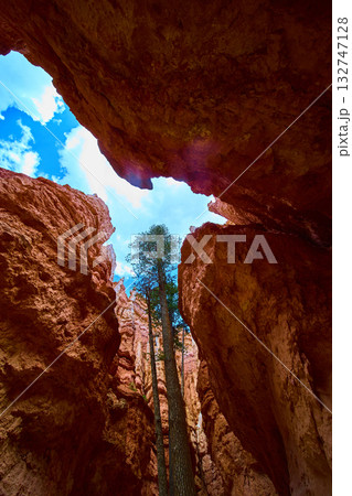 Lone Tree Rising Between Towering Orange Rock Walls and Blue Sky Utah Canyon Lone Tree Rising Between Towering Orange Rock Walls and Blue Sky Utah Canyon 132747128