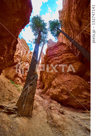 Bryce Canyon Wall Street Trail Lone Pine Trees and Red Rock Cliffs Low Perspective 132747141