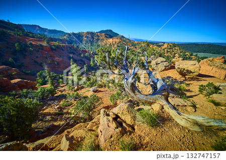 Red Canyon Utah Twisted Tree Trunk Red Rock Landscape and Arches Trail Scenery Red Canyon Utah Twisted Tree Trunk Red Rock Landscape and Arches Trail Scenery 132747157