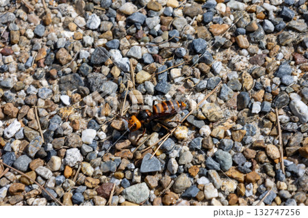 砂利の上の大雀蜂 砂利の上の大雀蜂 132747256