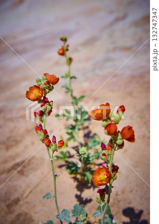 Orange Globemallow Wildflowers Blooming in Utah Desert Close Up Orange Globemallow Wildflowers Blooming in Utah Desert Close Up 132747347