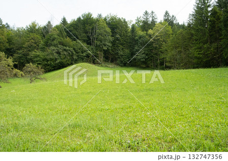 Green Meadow and Coniferous Forest, Natural Summer Landscape 132747356