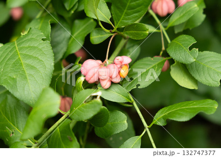 Beautiful Spindle Tree Fruits with Seeds Macro View 132747377