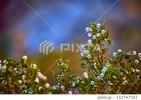 Desert Creosote Bush With White Blooms In Soft Golden Hour Light Desert Creosote Bush With White Blooms In Soft Golden Hour Light 132747381