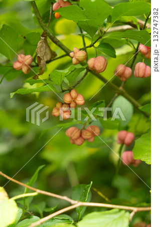 Colorful Euonymus Berries on Branches in Autumn Forest 132747382
