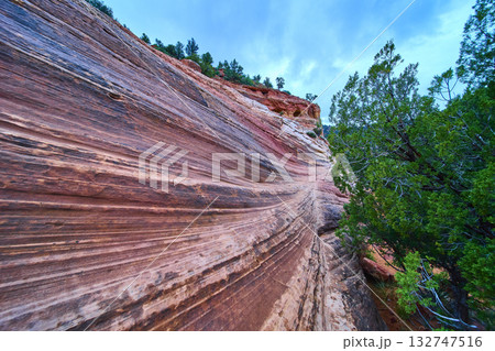 Colorful Sandstone Wall and Desert Trees at Kanab Sand Caves Utah Close Up Colorful Sandstone Wall and Desert Trees at Kanab Sand Caves Utah Close Up 132747516