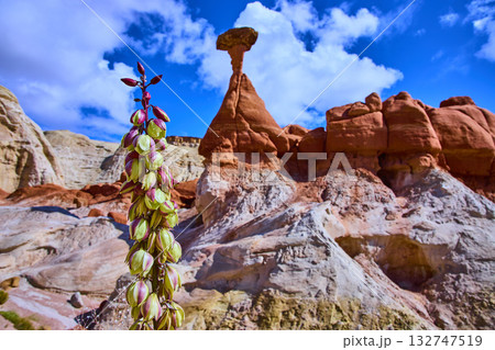 Yucca Flower and Toadstool Hoodoo Red Sandstone Utah Desert Daytime 132747519