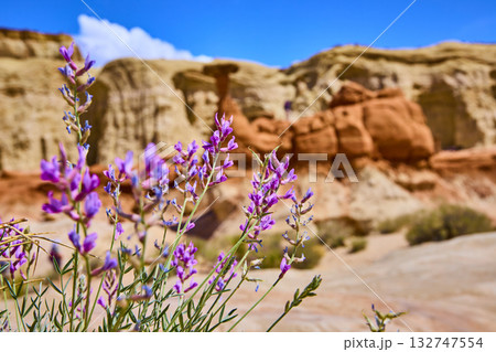 Purple Desert Wildflowers and Sandstone Hoodoos in Utah Sunlight 132747554