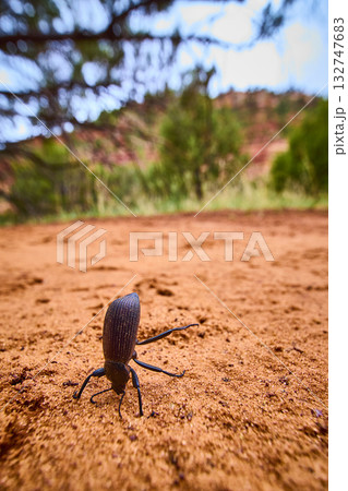 Desert Beetle on Red Sand Macro Wildlife Nature Kanab Utah 132747683