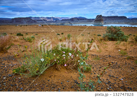 Desert Wildflowers and Lone Rock at Lake Powell Utah with Dramatic Cloudy Sky Desert Wildflowers and Lone Rock at Lake Powell Utah with Dramatic Cloudy Sky 132747828