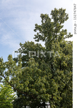 クヌギの木 132747847