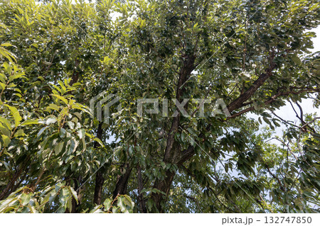 クヌギの木 132747850