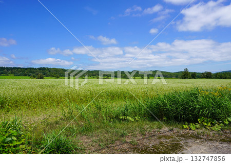 新十津川町の奥地にある一面のそば畑。 新十津川町の奥地にある一面のそば畑。 132747856