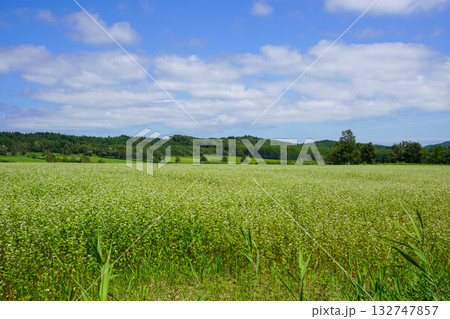 新十津川町の奥地にある一面のそば畑。 132747857