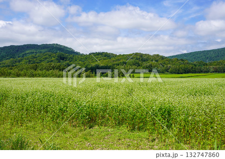 新十津川町の奥地にある一面のそば畑。 132747860