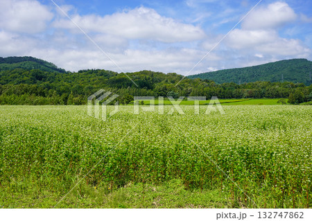 新十津川町の奥地にある一面のそば畑。 132747862