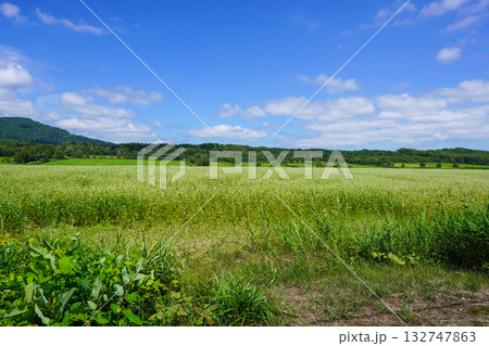 新十津川町の奥地にある一面のそば畑。 132747863