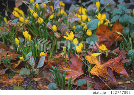 Sternbergia lutea, Winter daffodils, fall daffodil, lily-of-the-field, yellow autumn crocus close up in forest on the ground covered with autumn leaves. Renewal, nature cycle and seasonal transition Sternbergia lutea, Winter daffodils, fall daffodil, lily-of-the-field, yellow autumn crocus close up in forest on the ground covered with autumn leaves. Renewal, nature cycle and seasonal transition 132747892