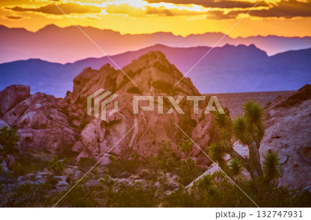 Joshua Tree and Red Rock Formations at Sunset Golden Hour Desert Landscape Joshua Tree and Red Rock Formations at Sunset Golden Hour Desert Landscape 132747931
