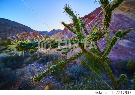 Close Up Desert Cactus with Red Rock Formations and Rugged Landscape 132747932