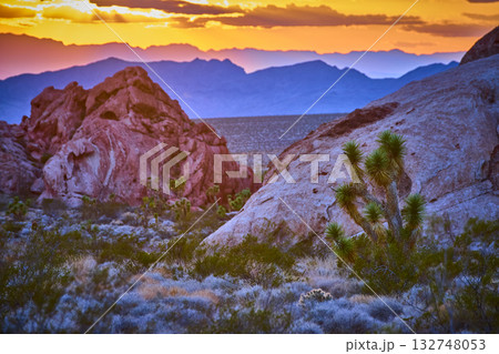 Joshua Tree and Red Rocks at Sunset in Desert Landscape Golden Hour Joshua Tree and Red Rocks at Sunset in Desert Landscape Golden Hour 132748053