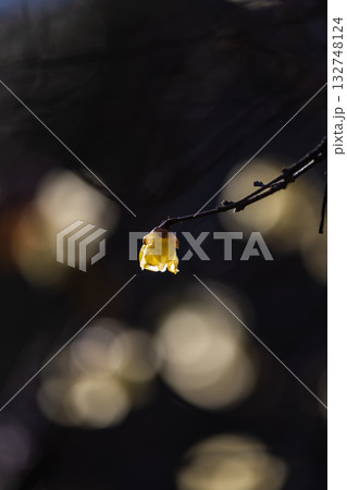 早春に咲くロウバイの花 132748124