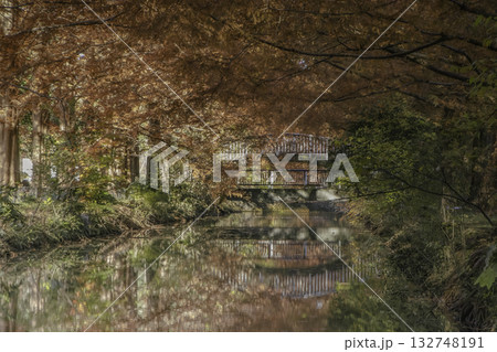 水辺のメタセコイアのリフレクション 132748191