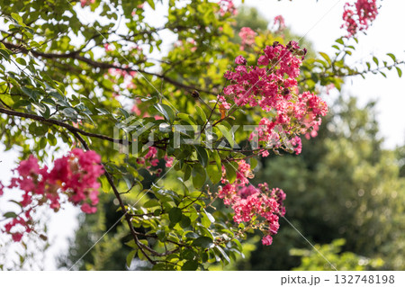 サルスベリ（百日紅） 132748198