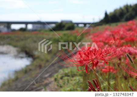 堤防沿いに咲く彼岸花 堤防沿いに咲く彼岸花 132748347