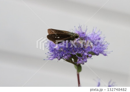 秋の庭に咲く紫色のダンギクの花の蜜を吸うイチモンジセセリ蝶 132748482