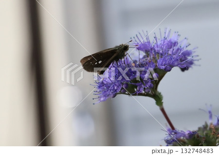 秋の庭に咲く紫色のダンギクの花の蜜を吸うイチモンジセセリ蝶 132748483
