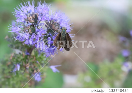 秋の庭に咲く紫色のダンギクの花の蜜を吸うイチモンジセセリ蝶 秋の庭に咲く紫色のダンギクの花の蜜を吸うイチモンジセセリ蝶 132748484
