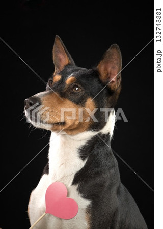 concept of Valentines Day. Funny portrait of a cute basenji dog with red heart on nose, highlighted on dark background. 132748881