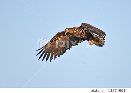white-tailed eagle (Haliaeetus albicilla) white-tailed eagle (Haliaeetus albicilla) 132749014