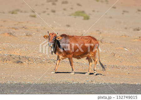Cow Cow 132749015