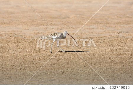 common curlew (Numenius arquata) 132749016