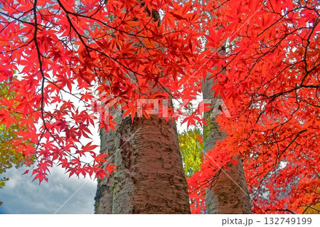 八戸公園の彩り 132749199