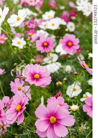 満開に咲いている秋桜 満開に咲いている秋桜 132749523