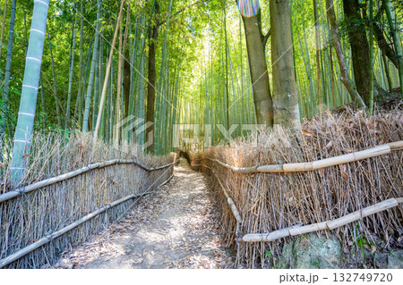 天王池の竹林の風景(玉野市) 天王池の竹林の風景(玉野市) 132749720