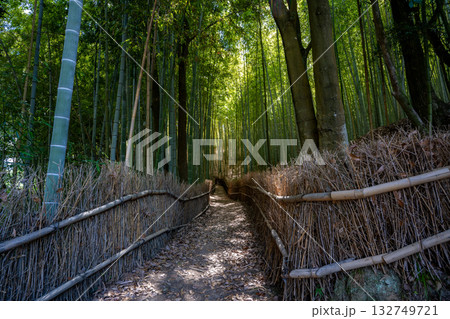 天王池の竹林の風景（玉野市） 132749721