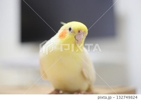 オカメ 132749824