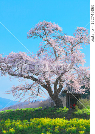 一本桜 - 満開に咲く在りし日の小沢の桜(2010年) 一本桜 - 満開に咲く在りし日の小沢の桜(2010年) 132749869