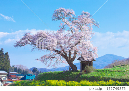 一本桜 - 満開に咲く在りし日の小沢の桜（2010年） 132749873