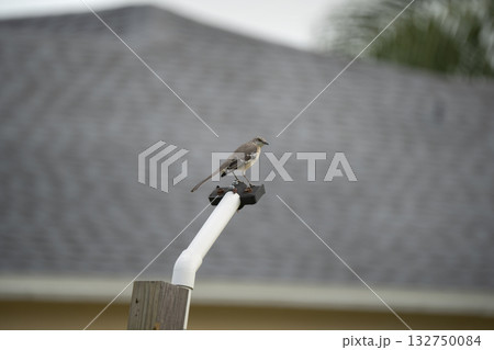 A Northern mockingbird bird perched on a fence pole A Northern mockingbird bird perched on a fence pole 132750084