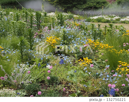 春の名古屋港ワイルドフラワーガーデン ブルーボネットに咲く花々 132750221