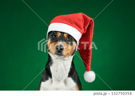 portrait of a basenji dog in a Santa hat portrait of a basenji dog in a Santa hat 132750358